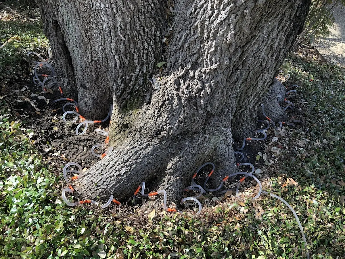 Detailed Tree Cabling and Bracing job site in Franklin Springs