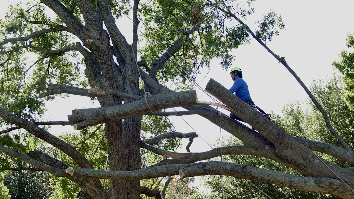 Professional Crown Thinning performed by certified arborists in Franklin Springs