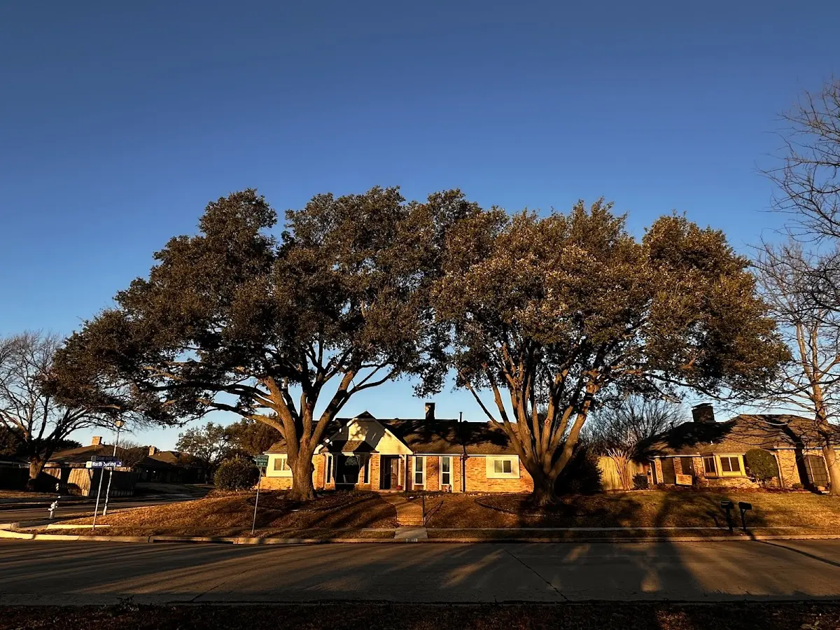 Established residential canopy tree shading a home in Franklin Springs